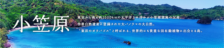 東京から南に約1000kmの太平洋上に浮かぶ小笠原諸島の父島。世界自然遺産に登録された大パノラマの大自然。“東洋のガラパゴス”と呼ばれる、世界的にも貴重な固有動植物に出会える島。