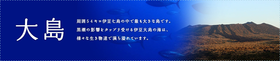 大島～周囲５４キロ伊豆七島の中で最も大きな島です。黒潮の影響をタップリ受ける伊豆大島の海は、様々な生き物達で満ち溢れています。