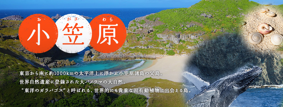 小笠原